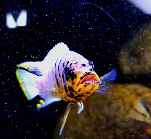 Maylandia fainzilberi 'Pombo Rocks'